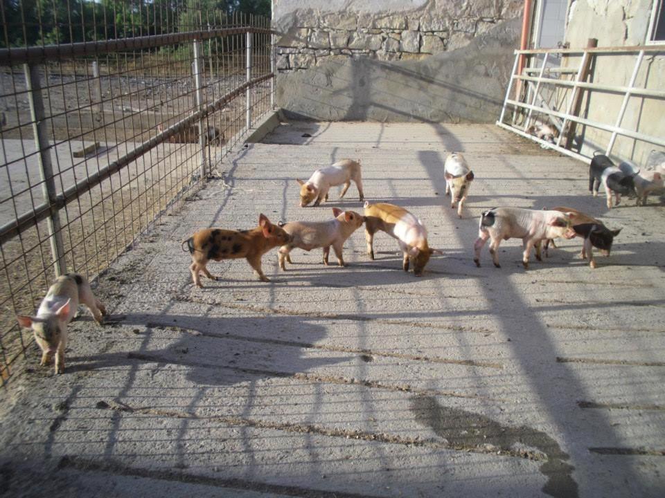 Agriturismo Agrifoglio San Giovanni Suèrgiu Kültér fotó