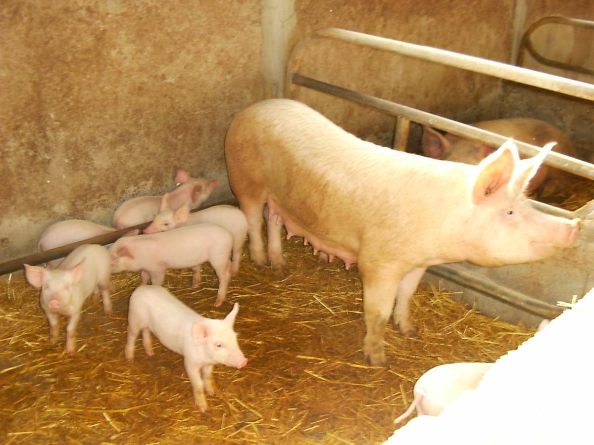 Agriturismo Agrifoglio San Giovanni Suèrgiu Kültér fotó