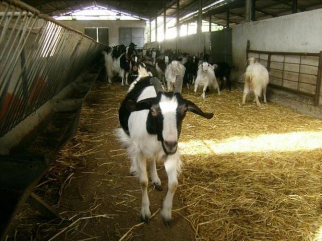 Agriturismo Agrifoglio San Giovanni Suèrgiu Kültér fotó