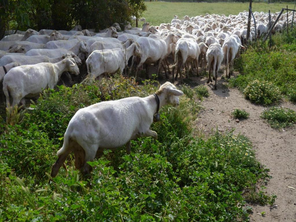 Agriturismo Agrifoglio San Giovanni Suèrgiu Kültér fotó