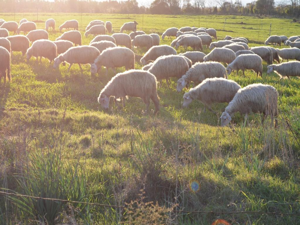 Agriturismo Agrifoglio San Giovanni Suèrgiu Kültér fotó