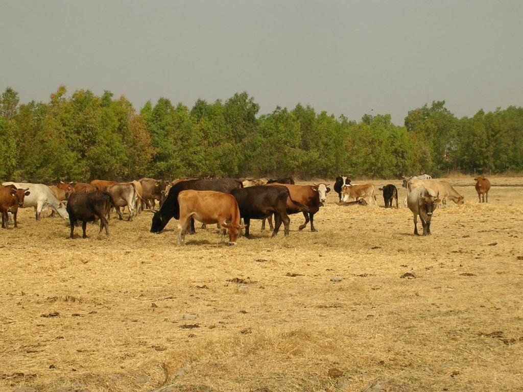 Agriturismo Agrifoglio San Giovanni Suèrgiu Kültér fotó