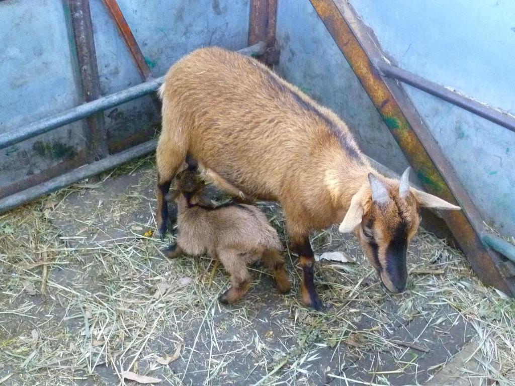 Agriturismo Agrifoglio San Giovanni Suèrgiu Kültér fotó