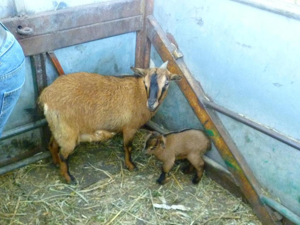 Agriturismo Agrifoglio San Giovanni Suèrgiu Kültér fotó